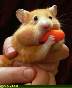 Hamster carrot