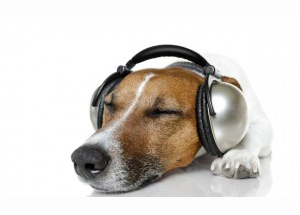 dog_headphones