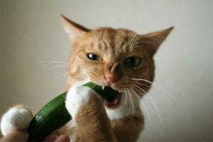 Cats-and-New-Major-Enemy-the-Cucumber
